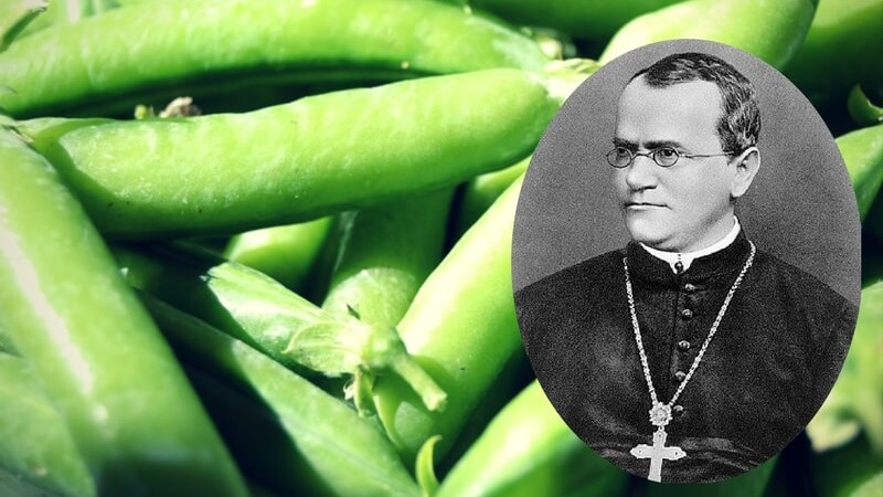 Шинжлэх ухааныг өөрчилсөн ламтан хийгээд вандуйн түүх