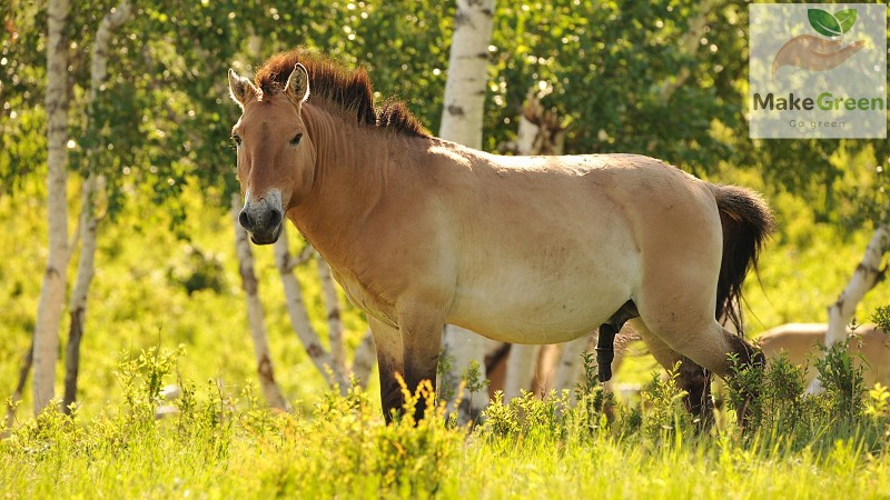 Монгол орны ховор амьтад - ТАХЬ