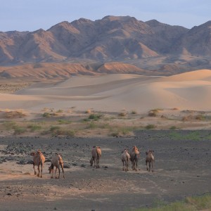 Монгол орны тухай зарим статистик тоо баримт