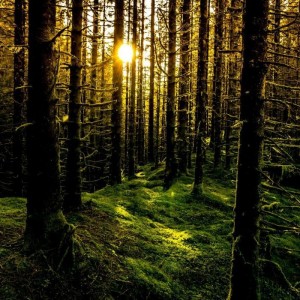 Мод бүрийг тоолохуй: Норвегичуудын ойгоо аварсан нууц