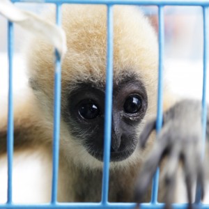 Фэйсбүүкийн ардах алуурчид